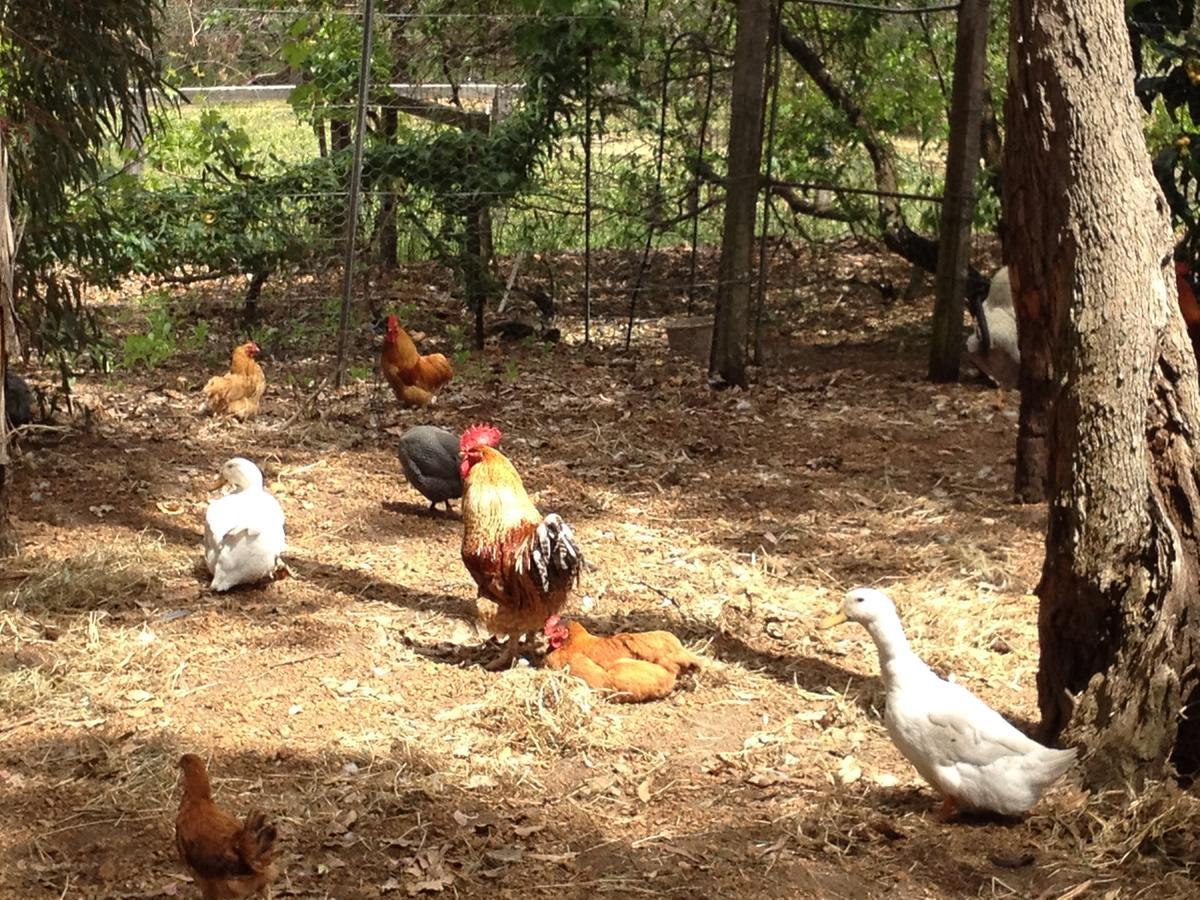 Whispering Pines Bed And Breakfast Collie Esterno foto